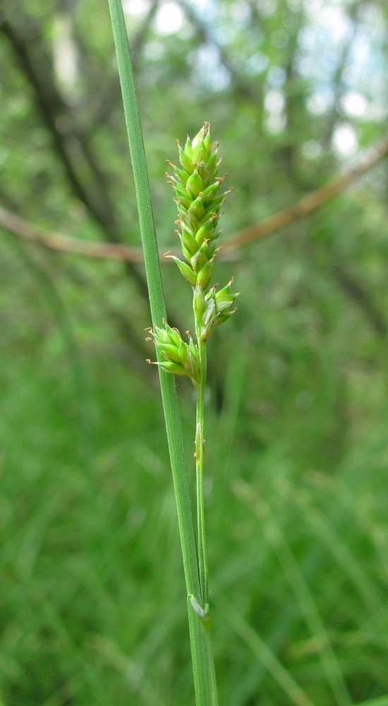 Image of Carex canescens specimen.