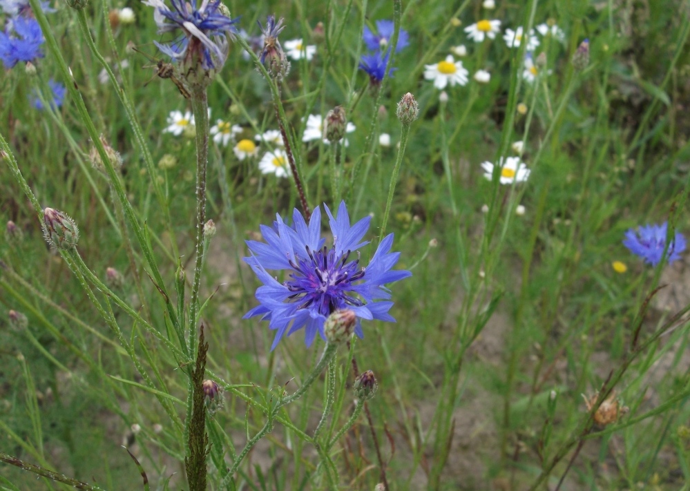 Image of Centaurea cyanus specimen.