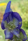 Aconitum volubile