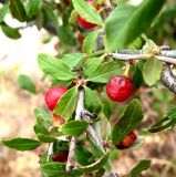 Cerasus erythrocarpa