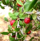Cerasus erythrocarpa. Ветви с плодами. Туркменистан, хр. Кугитанг. Июнь 2012 г.