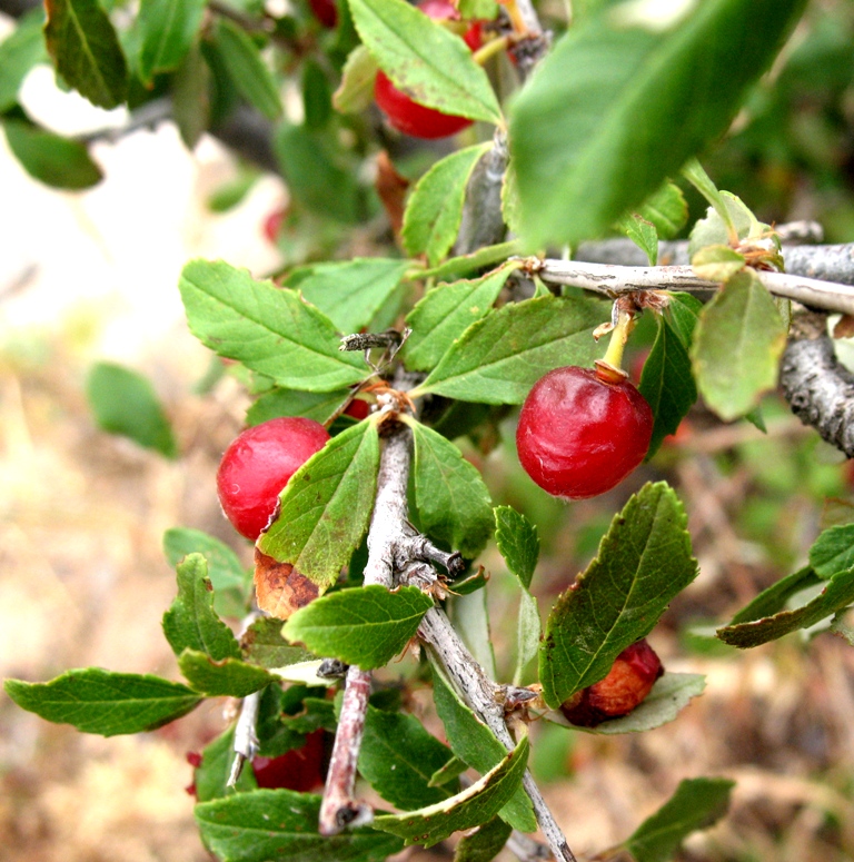 Изображение особи Cerasus erythrocarpa.