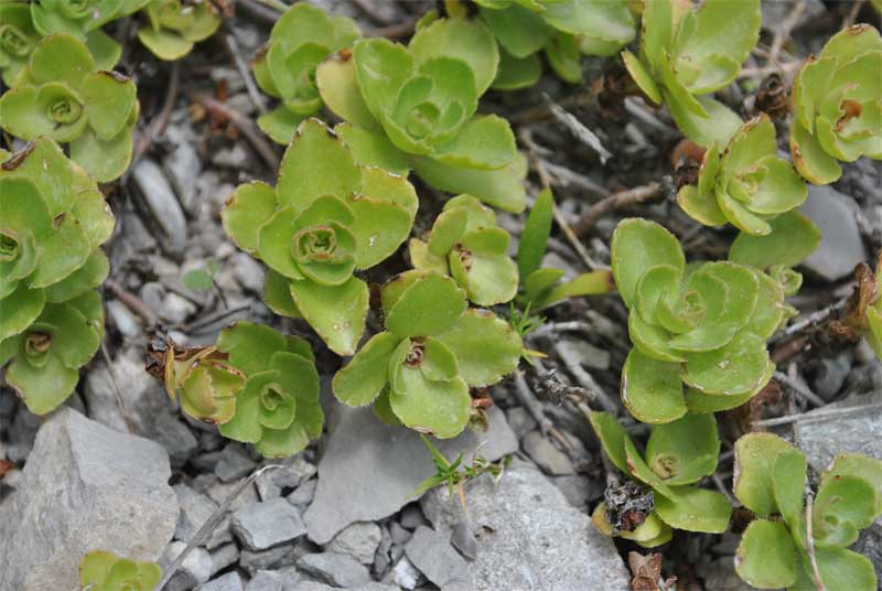 Image of Sedum involucratum specimen.