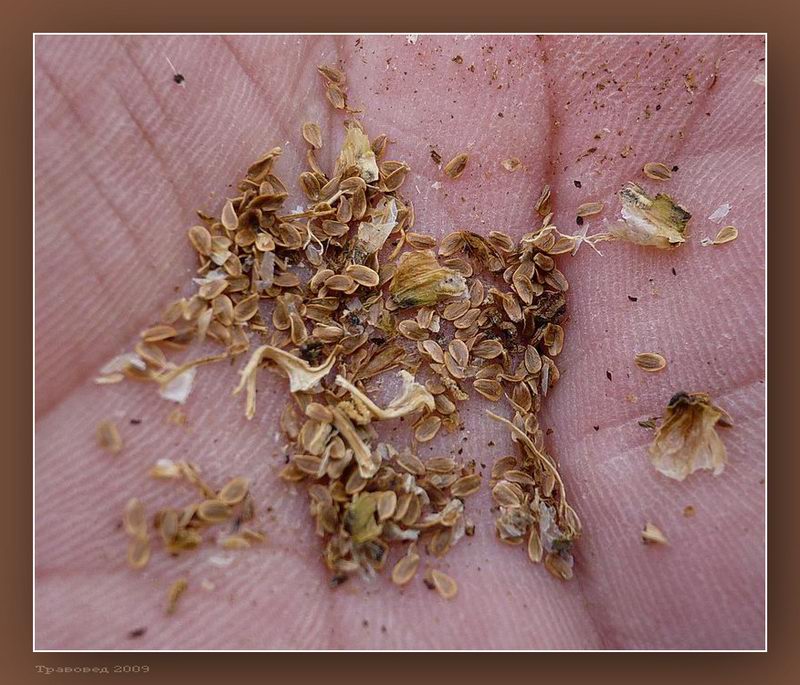 Image of Campanula latifolia specimen.