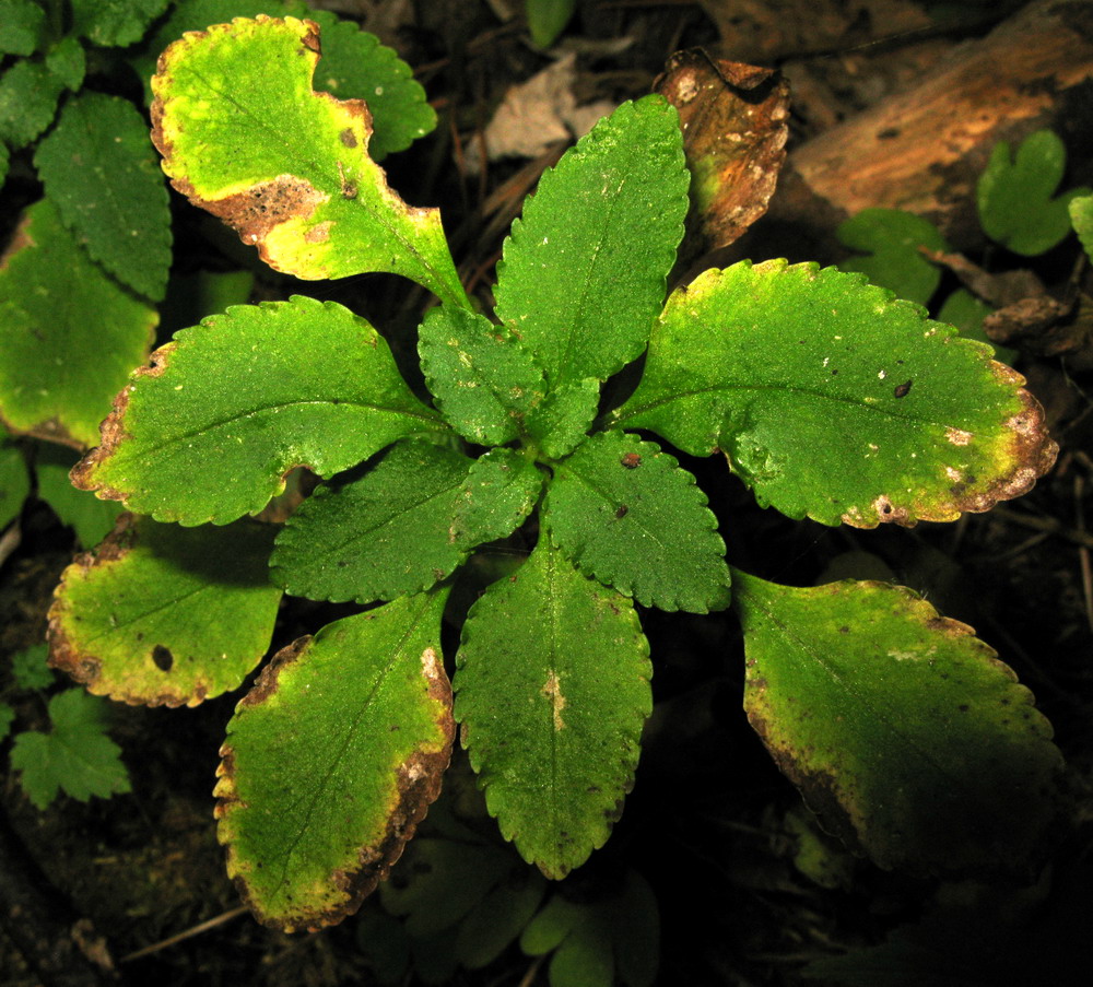 Image of Chrysosplenium ovalifolium specimen.