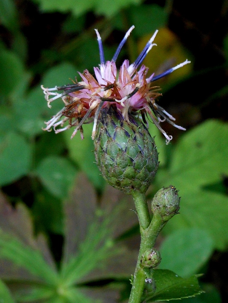 Изображение особи Saussurea grandifolia.