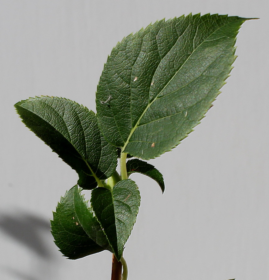 Изображение особи Hydrangea petiolaris.