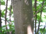 Sorbus commixta. Часть ствола. Сахалин, окр. г. Южно-Сахалинска. Июнь 2012 г.