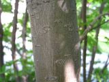 Image of taxon representative. Author is Сергей Никитин