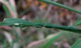 Calamagrostis phragmitoides