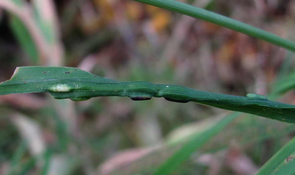 Image of Calamagrostis phragmitoides specimen.