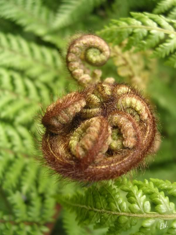 Image of Dicksonia squarrosa specimen.