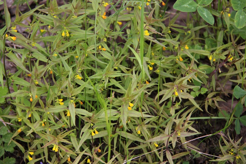 Image of Melampyrum sylvaticum specimen.