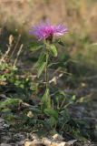 Centaurea jacea. Цветущее растение. Крым, предгорья, окр. с.Терновка. 11 ноября 2012 г.