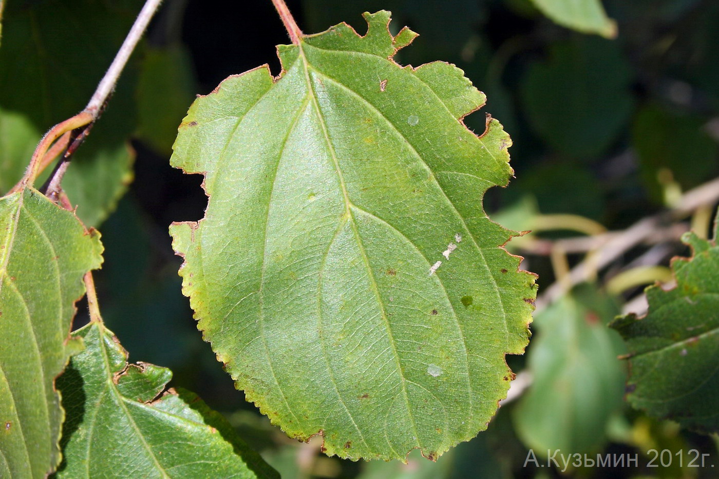 Image of Rhamnus cathartica specimen.