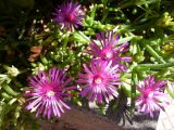 Delosperma cooperi