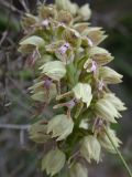 Orchis galilaea. Соцветие. Israel, Judean Mountains. 15.03.2006.