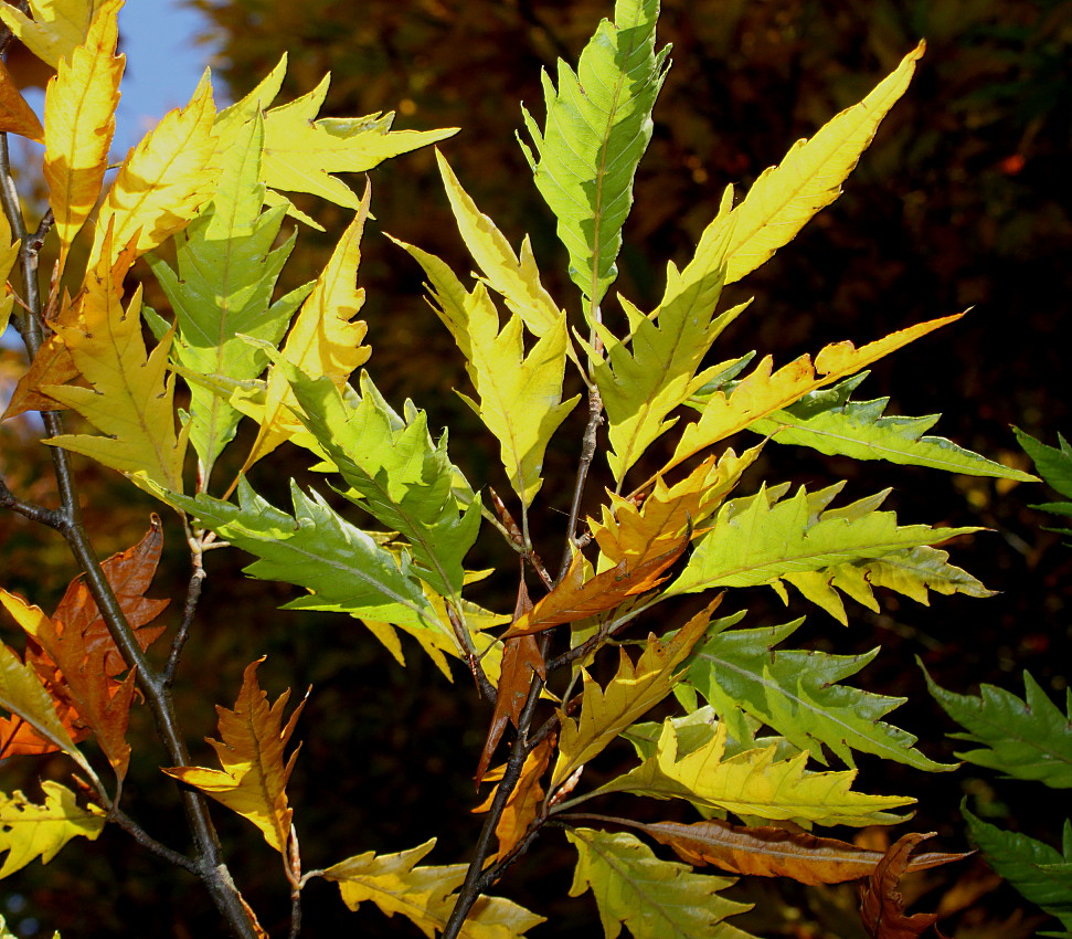 Image of Fagus sylvatica specimen.