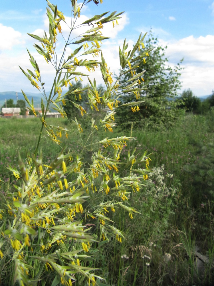 Изображение особи Bromopsis inermis.