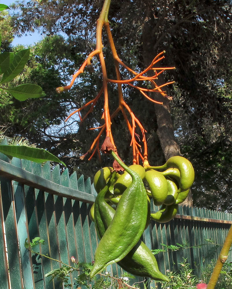 Изображение особи Brachychiton acerifolius.