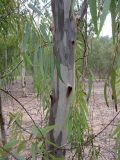 Eucalyptus camaldulensis. Часть ствола молодого дерева. Израиль, Северный Негев, лес Лаав. 23.01.2013.