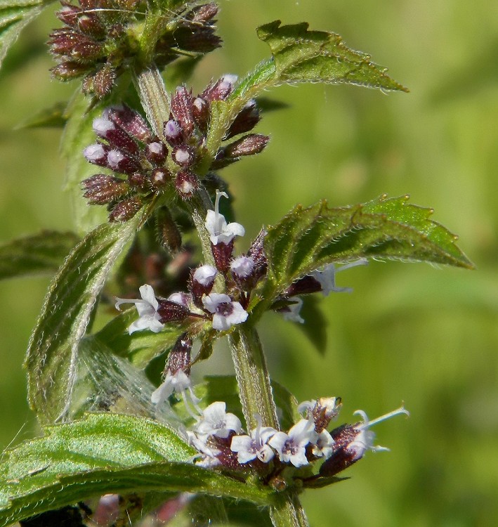 Изображение особи Mentha arvensis.