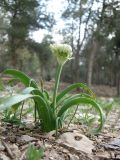 Allium israeliticum