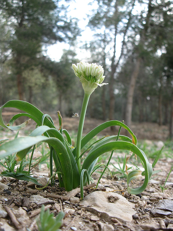 Image of Allium israeliticum specimen.