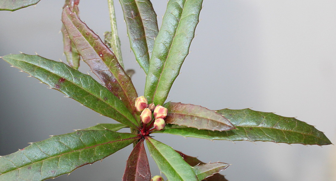 Изображение особи Berberis soulieana.