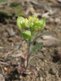 Alyssum turkestanicum var. desertorum