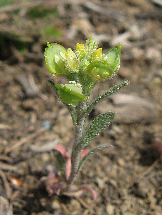 Image of Alyssum turkestanicum var. desertorum specimen.