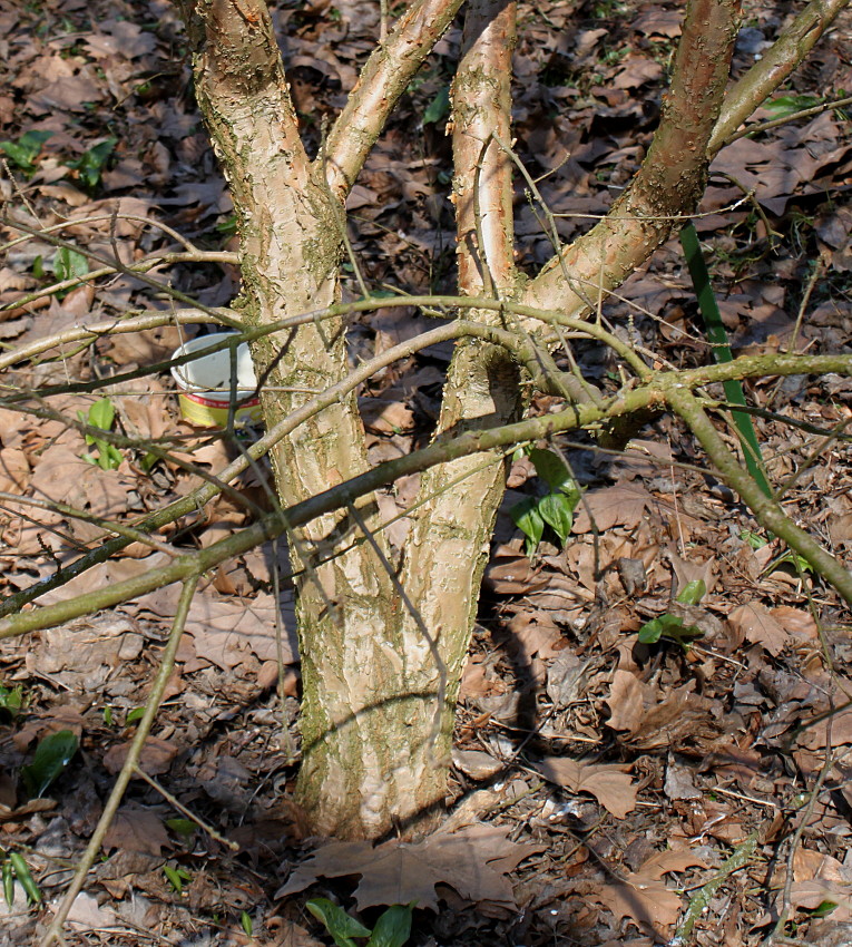 Image of Chionanthus retusus specimen.