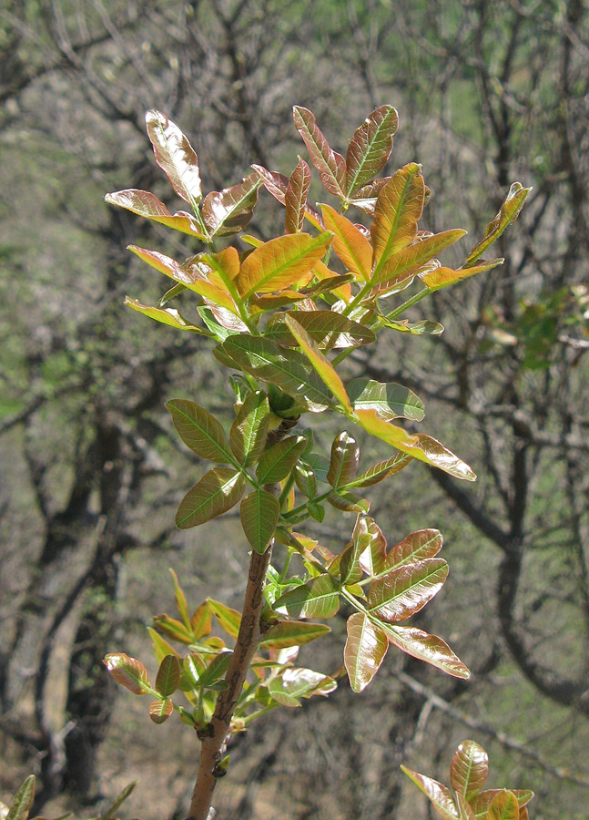 Image of Pistacia mutica specimen.