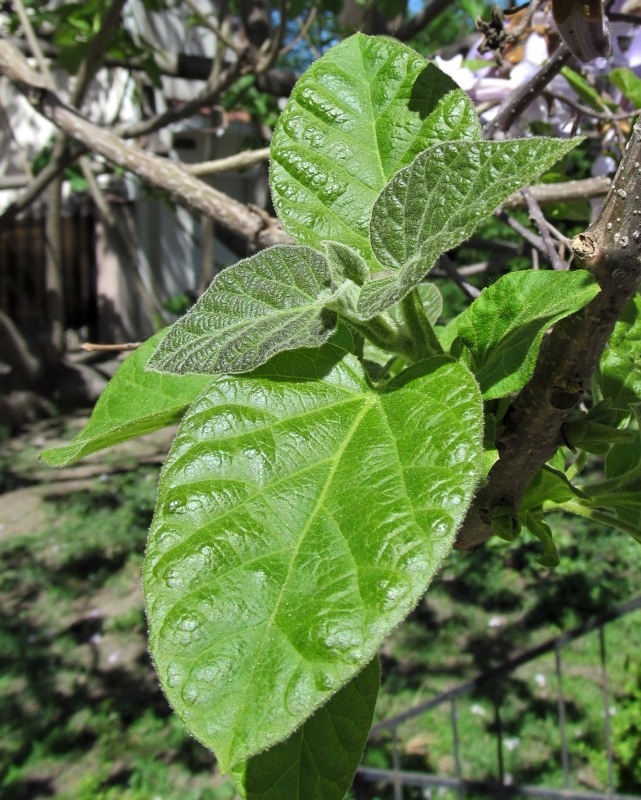 Image of Paulownia tomentosa specimen.