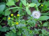 Senecio vulgaris