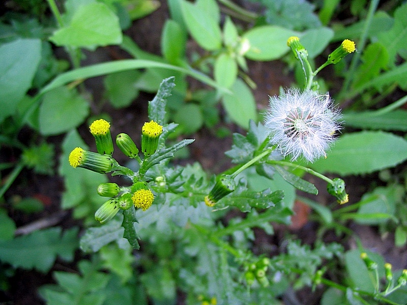 Image of Senecio vulgaris specimen.