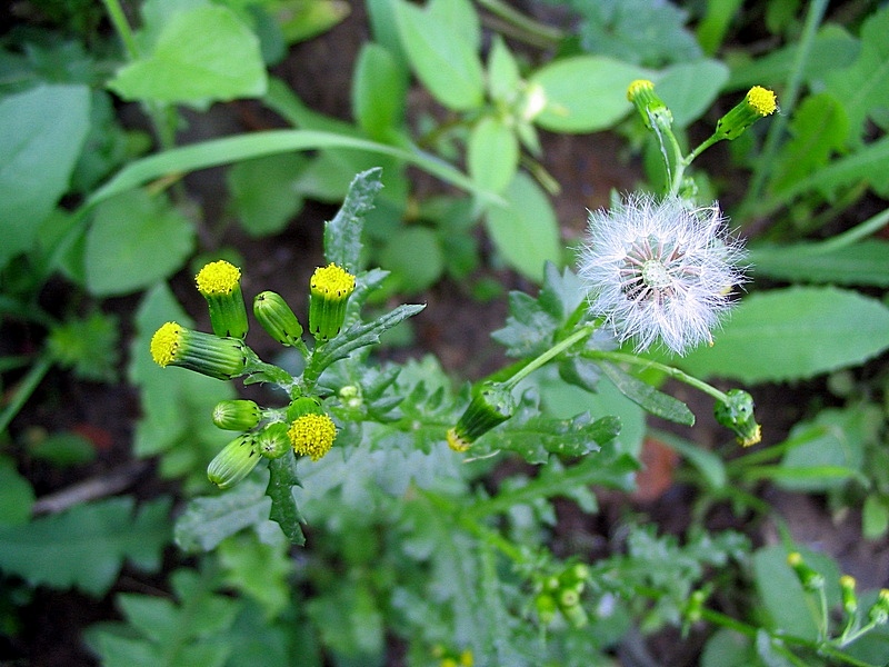 Изображение особи Senecio vulgaris.