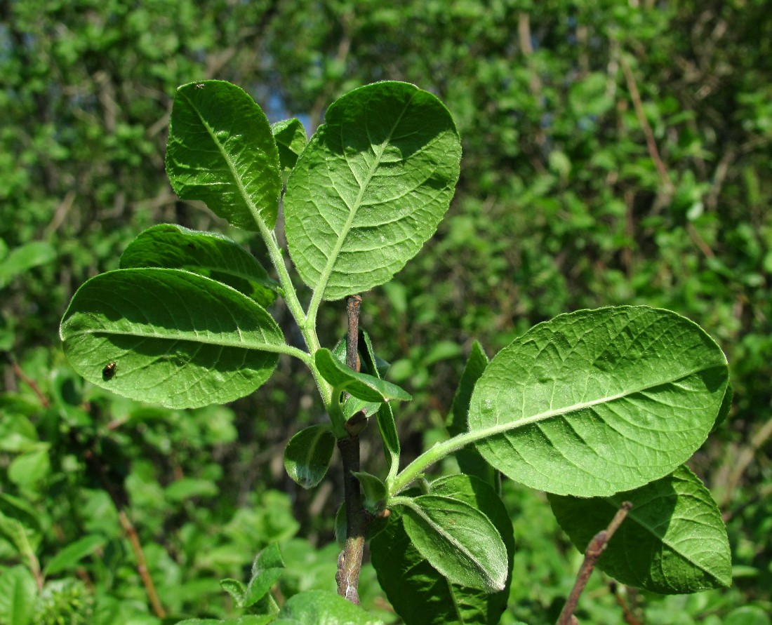 Image of Salix myrsinifolia specimen.