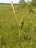 Carex panicea. Верхушка побега с мужским соцветием (вверху) и соплодием. Московская обл., Лотошинский р-н, окр. дер. Савостино. 09.06.2013.