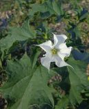 Datura stramonium. Верхушка цветущего растения. Краснодарский край, окр. г. Крымск, берег р. Адагум. 15.06.2013.