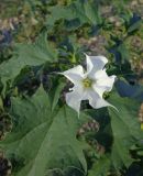 Datura stramonium