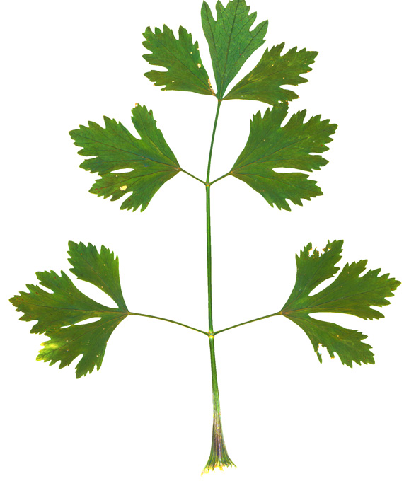 Image of Apium graveolens specimen.