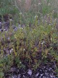 Euphrasia pectinata