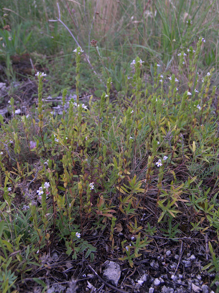 Изображение особи Euphrasia pectinata.