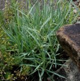 род Dianthus