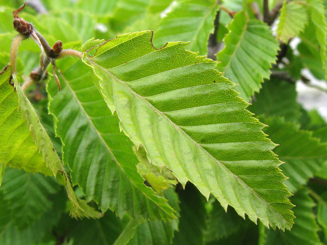 Image of Carpinus orientalis specimen.