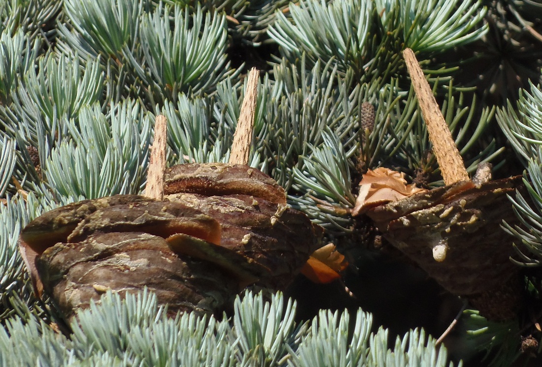 Изображение особи Cedrus atlantica.