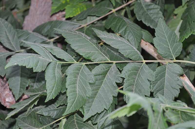 Image of Koelreuteria paniculata specimen.