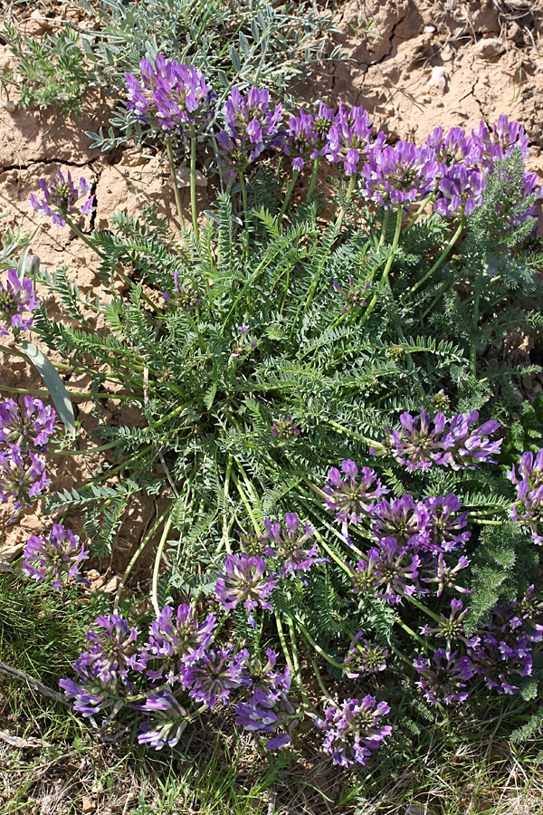 Изображение особи Astragalus kurdaicus.