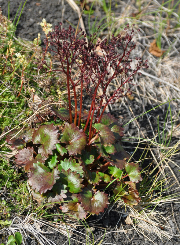 Изображение особи Micranthes purpurascens.